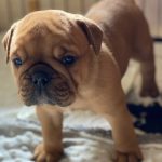 Continental_Bulldog_Welpe_A_Wurf