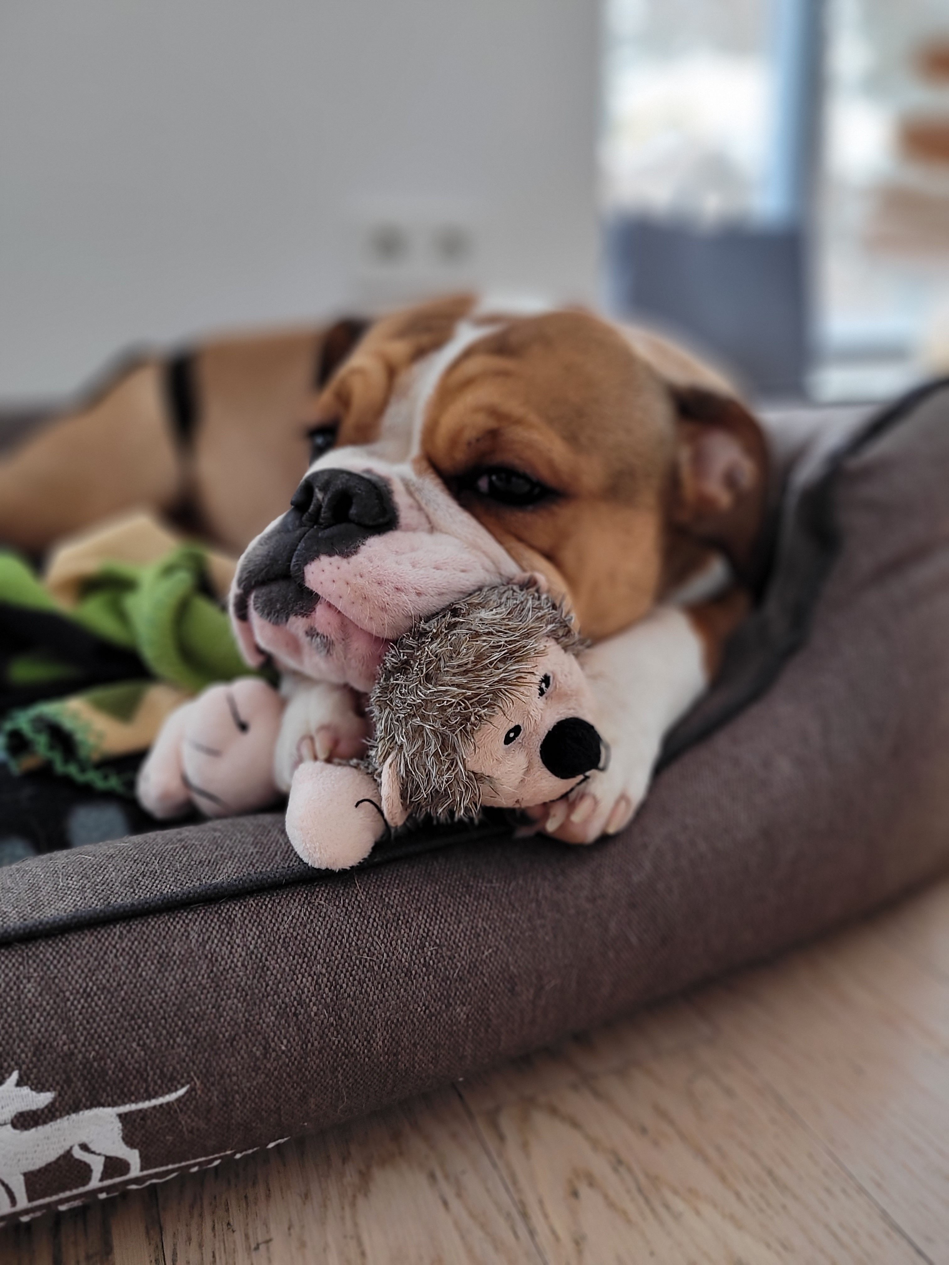 Eisenberger Fichtenbulls Ruby Eisenberger Fichtenbulls Ruby