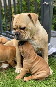 Eisenberger Fichtenbulls A-Wurf Fina