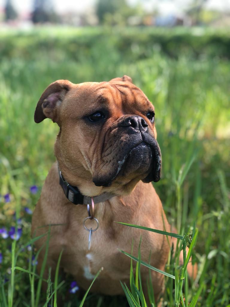 Eisenberger Fichtenbulls Annie-Lotte Eisenberger Fichtenbulls Annie-Lotte