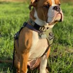 Eisenberger_Fichtenbulls_Anton_aka_Bruno