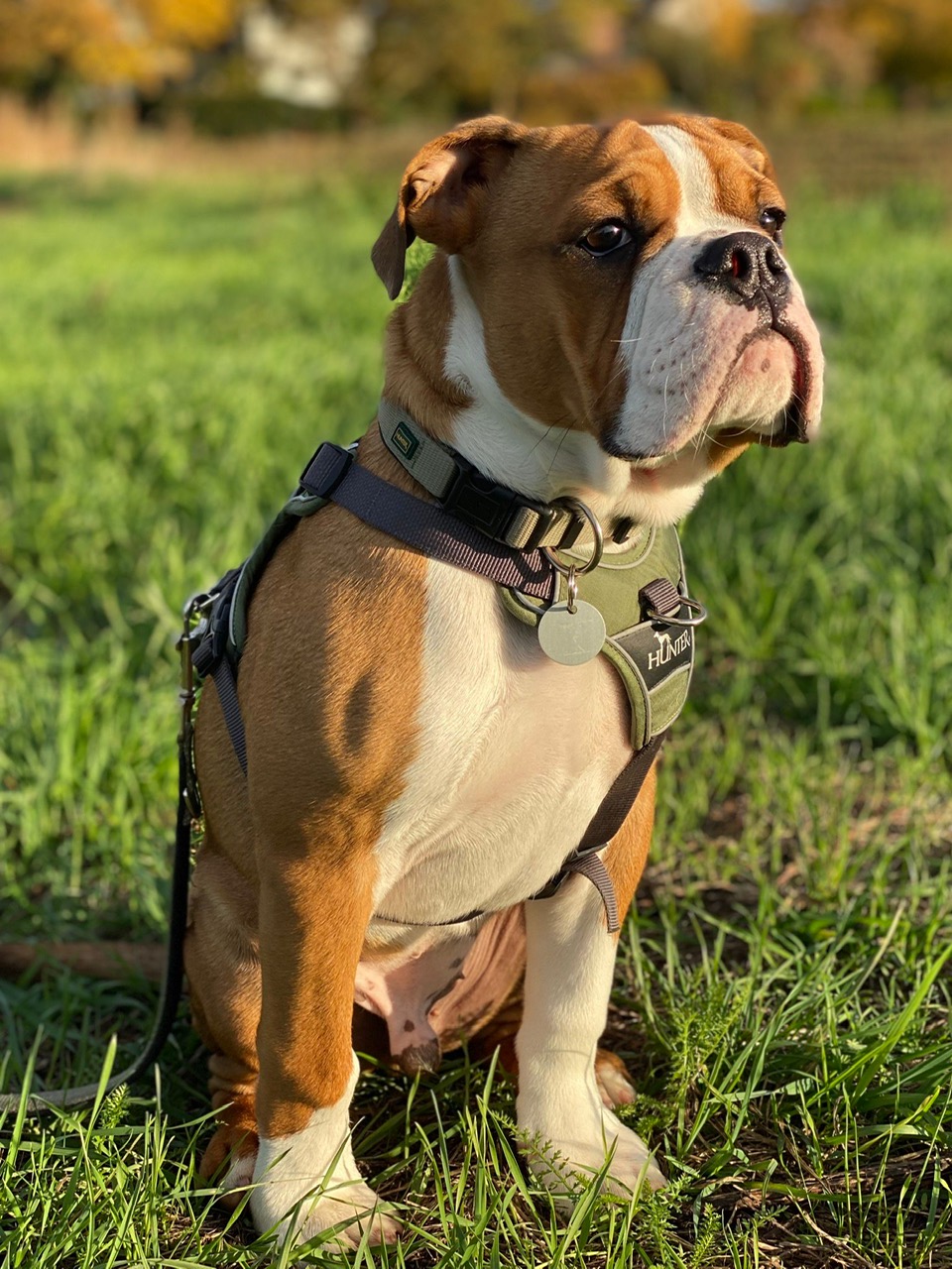 Eisenberger_Fichtenbulls_Anton_aka_Bruno Eisenberger_Fichtenbulls_Anton_aka_Bruno