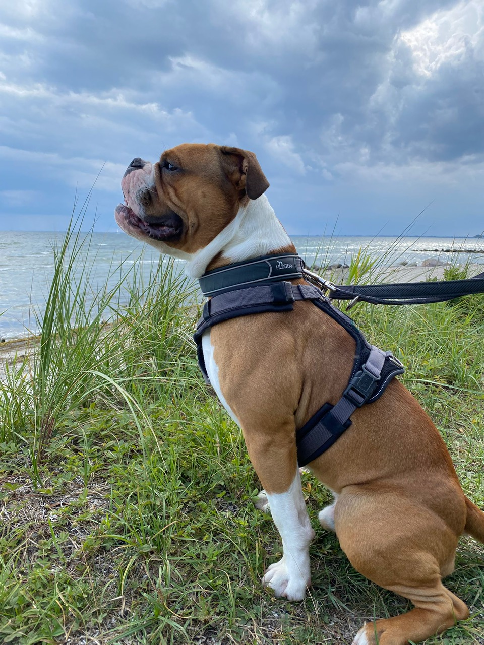 Eisenberger_Fichtenbulls_Anton_aka_Bruno Eisenberger_Fichtenbulls_Anton_aka_Bruno