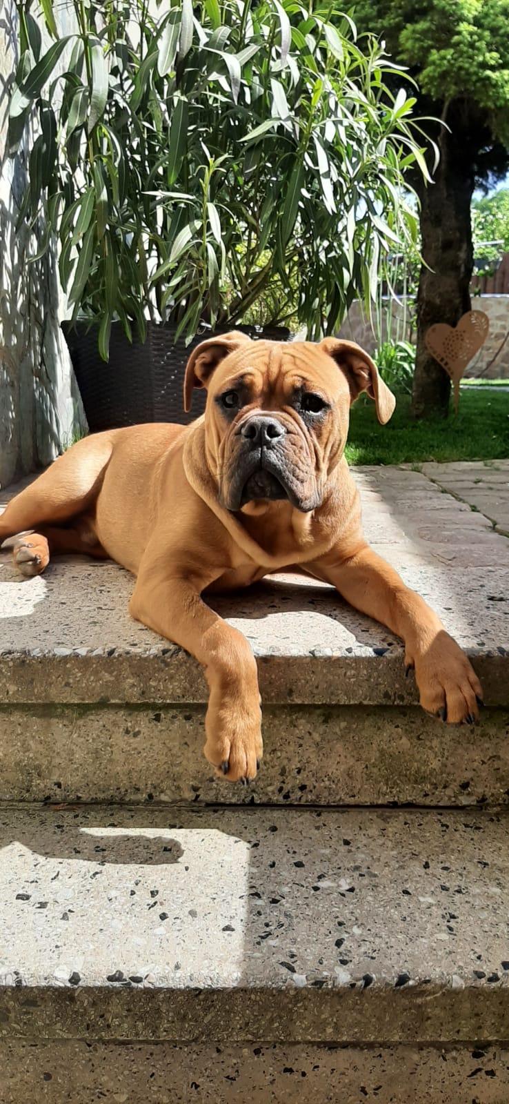 Eisenberger_Fichtenbulls_Boomer Eisenberger_Fichtenbulls_Boomer