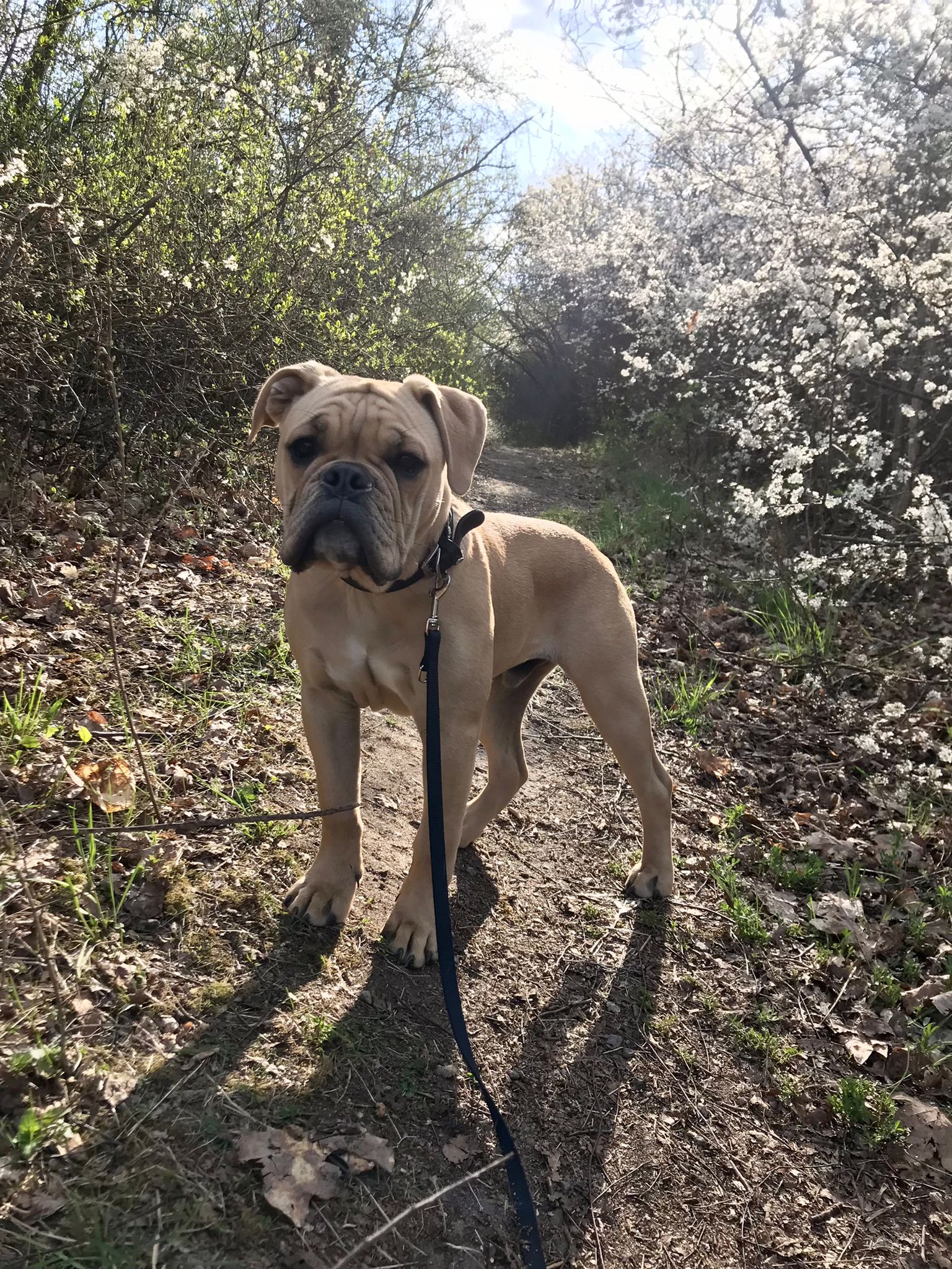 Eisenberger_Fichtenbulls_Buddy Eisenberger_Fichtenbulls_Buddy