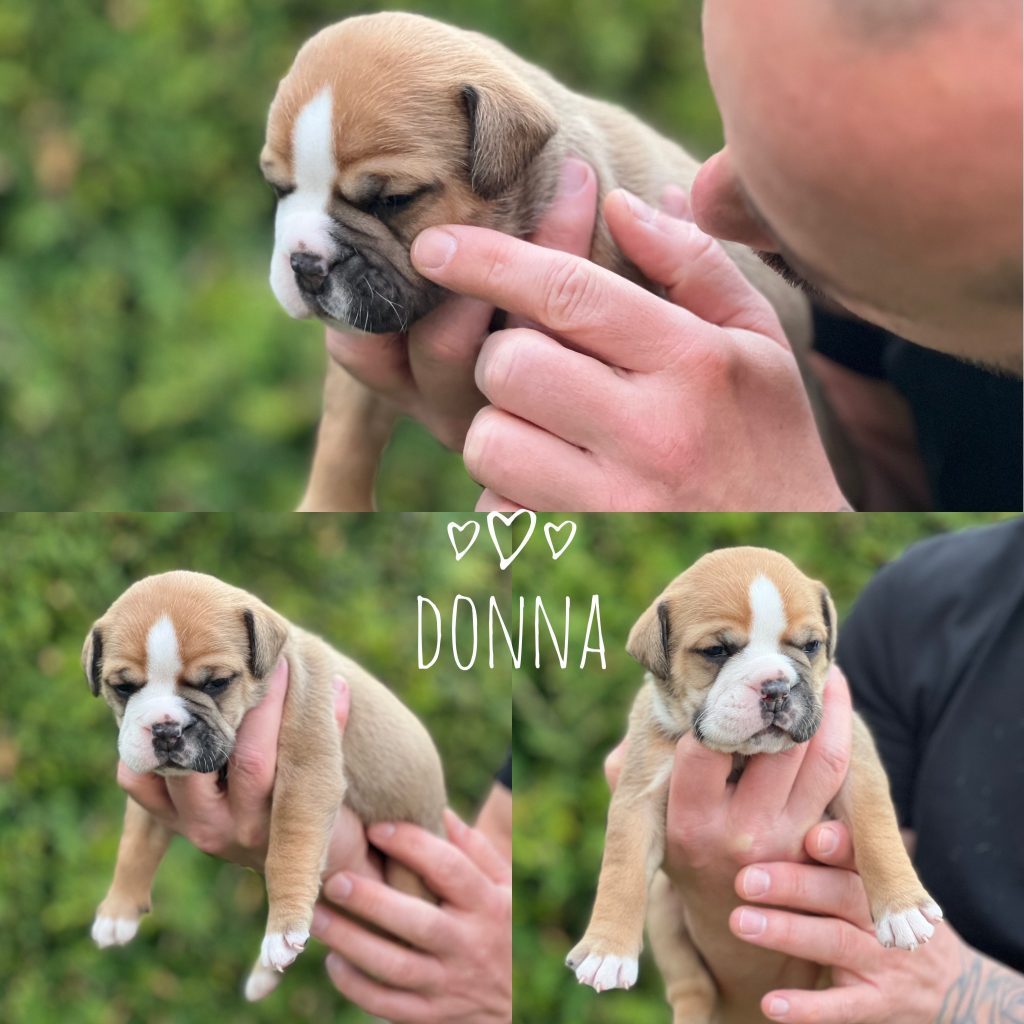 Eisenberger Fichtenbulls Donna