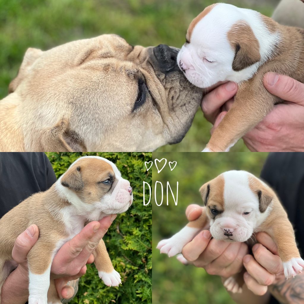 Eisenberger Fichtenbulls Don aka Wojtek