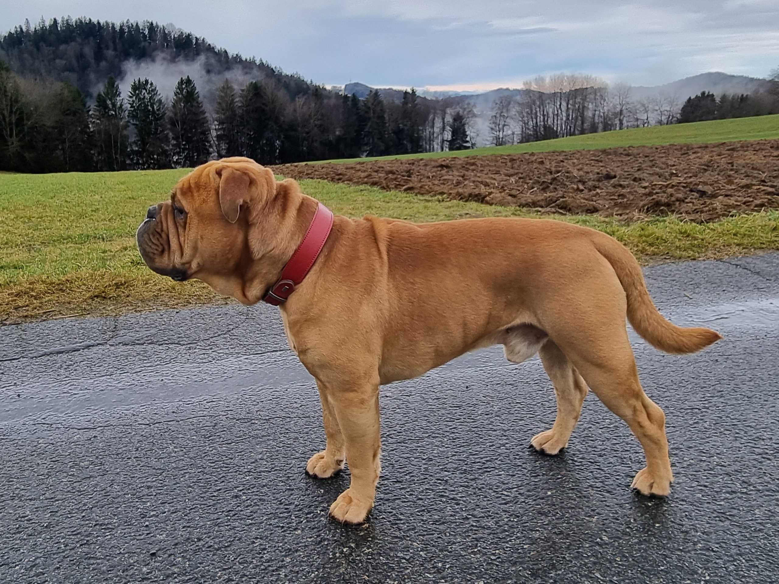 AllgäuBulls Chico AllgäuBulls Chico