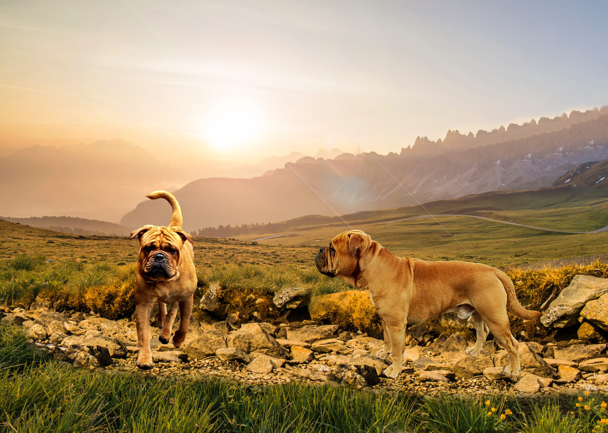 AllgäuBulls Chico AllgäuBulls Chico